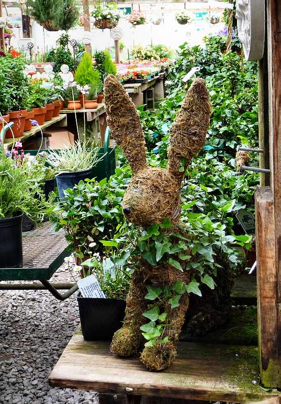 Ivy League Rabbit 5-22-2010 edit.JPG