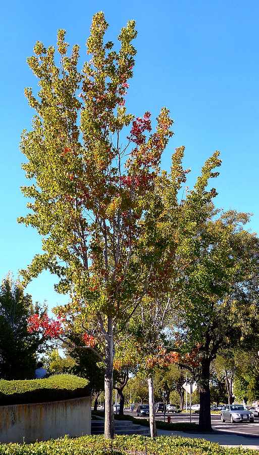 Liquid Amber Palo Alto CA 8-2-2010 edit.JPG